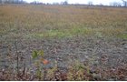 Property photo 23 - 80 Acres & Home - Property Offered in 4 Tracts from 2.3 to 30.0 Acres